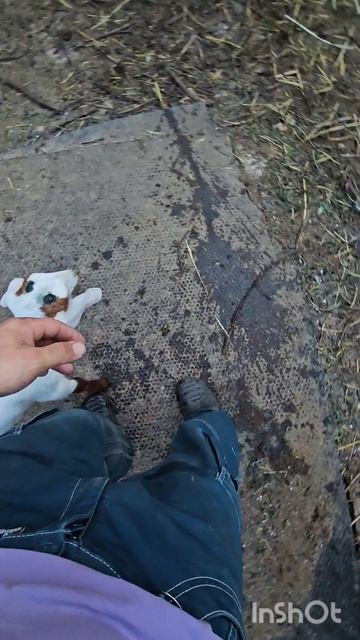 нубийский козлик