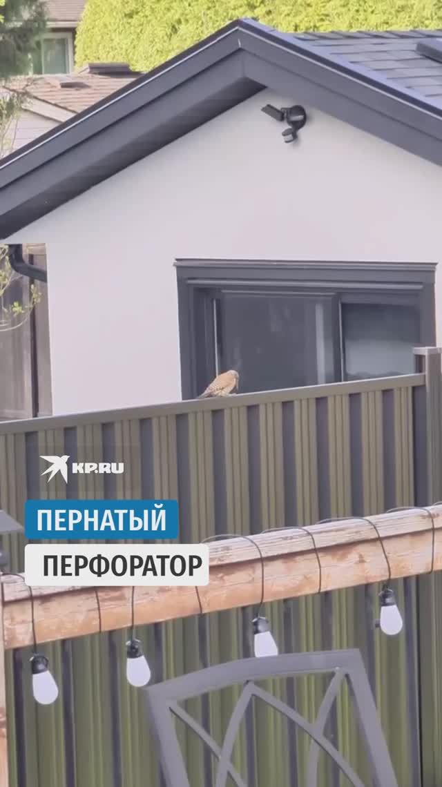 Пернатый перфоратор