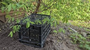 23-05-2026.Дача.Опоры для пионов.Черенки гортензии высадила в грунт.(16.05.-17.05.26)