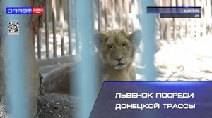 Львенок посреди донецкой трассы!