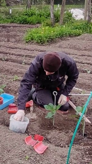 Высаживаем перец в открытый грунт...