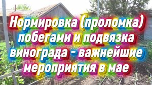 Нормировка (проломка) побегами и подвязка винограда - важнейшие мероприятия в мае. 18.05.26