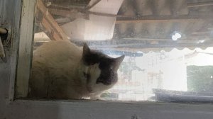 Котик бездомыш