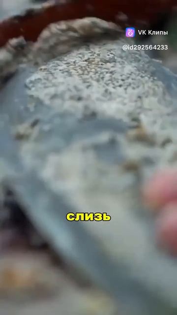 vkclips_20260516084744