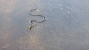 Snake. Rising from the depths