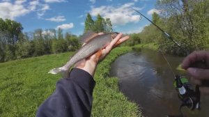 ХАРИУС.В мутной воде водится много хариуса.рыбная речушка