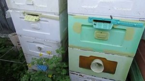 пчела карника и роение на пасеке , часть 1 , маточники в семье пчел , 18.05.2026