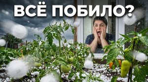 Последствия града на огороде: что выжило, а что нет?