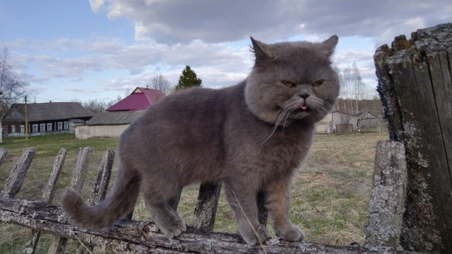 Кот мяучит. Птицы поют