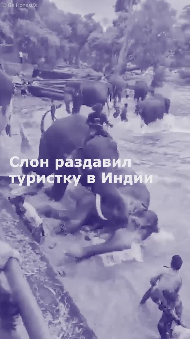 Слон раздавил туристку в Индии