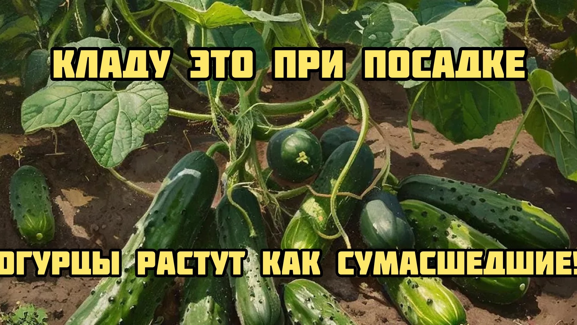 Кладу ЭТО в лунку при посадке! Секрет урожая огурцов до самым заморозков!