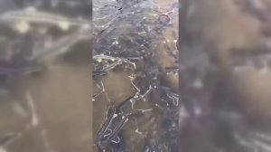 Русский осетр - Рус мәрсине