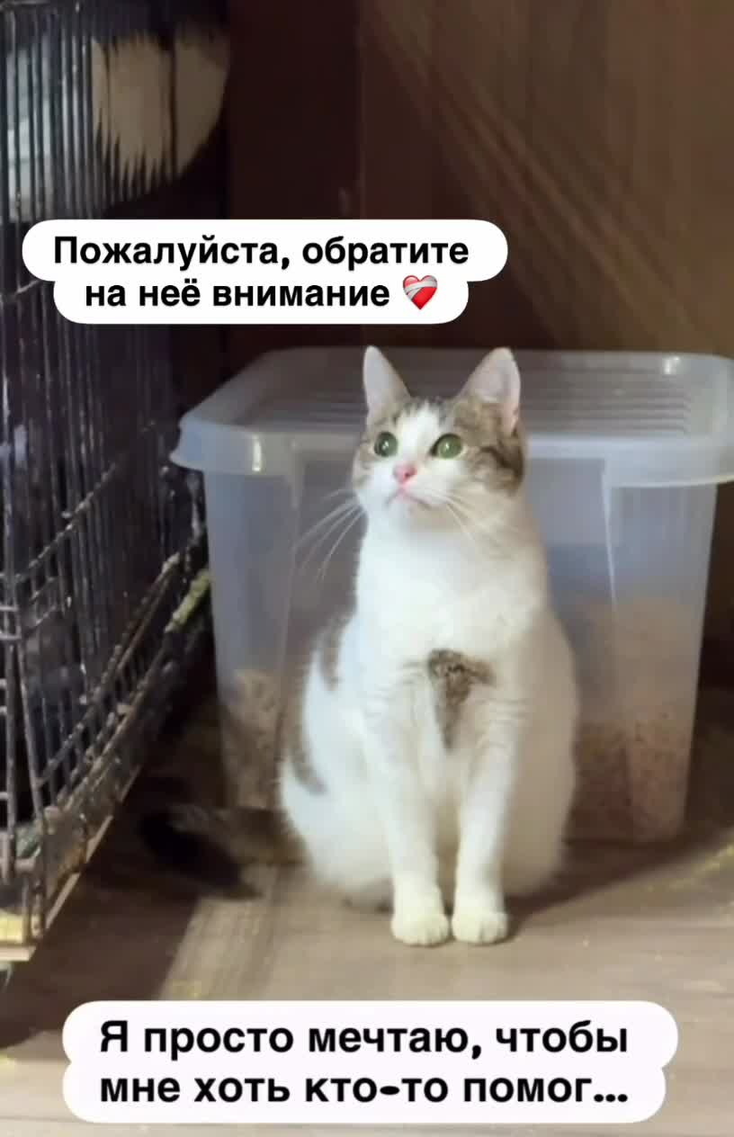 #животные #видео #Милые