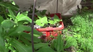 2457.  Теплица после ночи с -2 градуса по Цельсию.