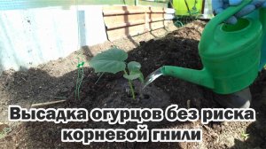 Высаживаю огурцы без риска корневой гнили