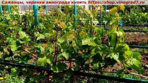 ГФ винограда Триумф, Бананас- размер соцветий, нагрузка весной. Пузенко Наталья Лариасовна
