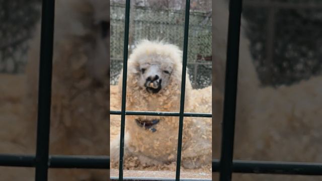 Прогулка в парке смотреть онлайн