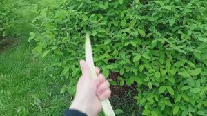Как я доедаю ревень из прошлого видео возле жимолости!