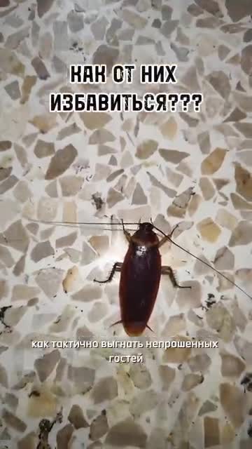 1 (10).mp4
