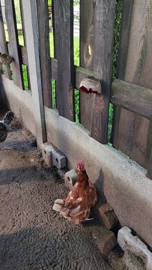 У куратніку жыццё кіпіць