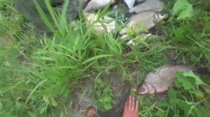 ДОНКИ среди коряг и деревьев! Нам поперло сразу! Рыбалка на реке