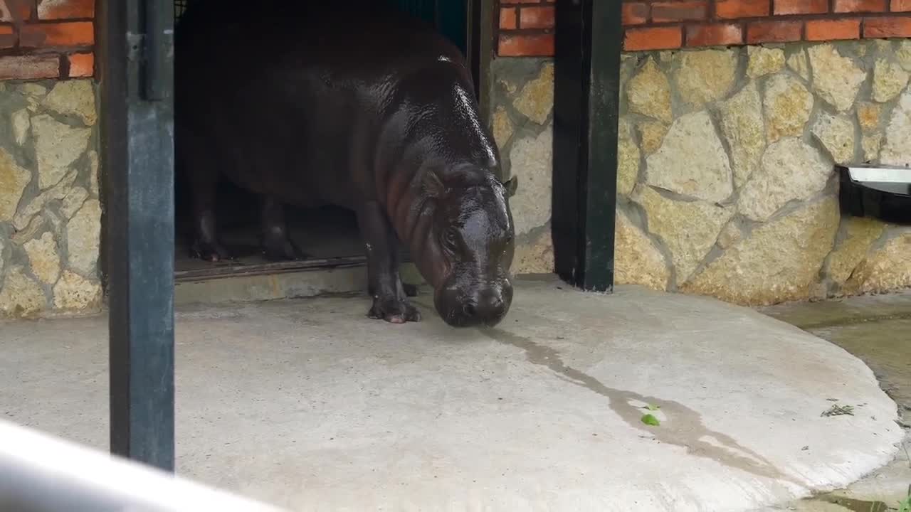 #видео #животные #Милые