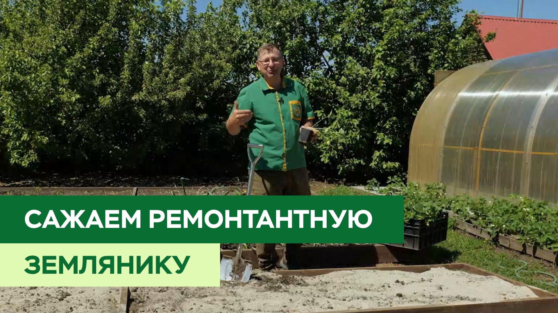 Сажаем землянику ремонтантную