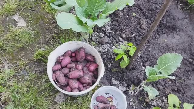 Урожай картошки, выращенный с любовью)