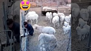 Шашлык атакует