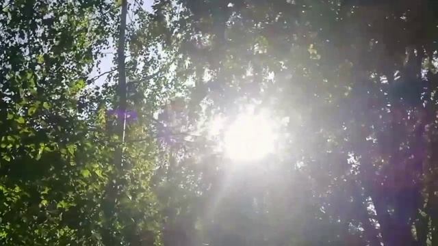 Сквозь узор из веток