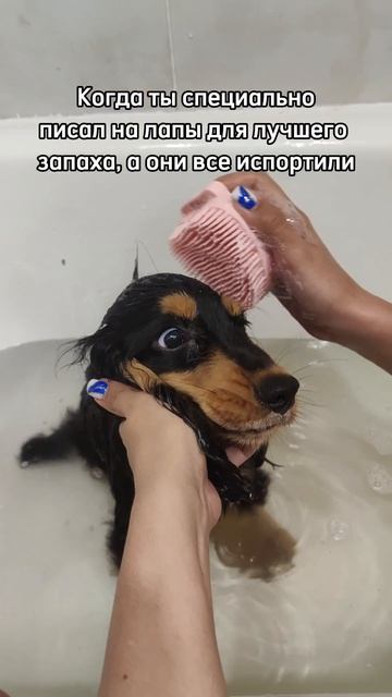 Лучший запах - это запах собачьих лапок