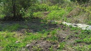 Дачные истории. Сделали несколько грядок. Маленький гость