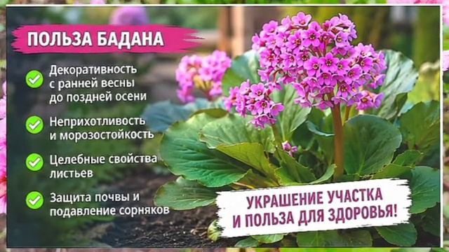 Почему умные дачники сажают бадан у дома? Главный секрет раскрыт!