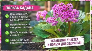 Почему умные дачники сажают бадан у дома? Главный секрет раскрыт!