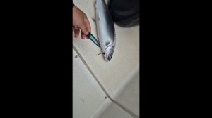 Горбуша на троллинговую блесну №136 Assist от Mr.Musurok в деле 🎣