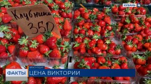 Стартовал сезон клубники: в Краснодарском крае за месяц ягода подешевела на 30%
