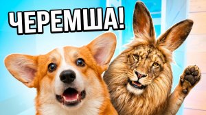 ОЧЕНЬ ТИХО НЕ СПЕША К НАМ ПРИПЁРЛАСЬ ЧЕРЕМША!!! Корги Пряник Говорящая собака