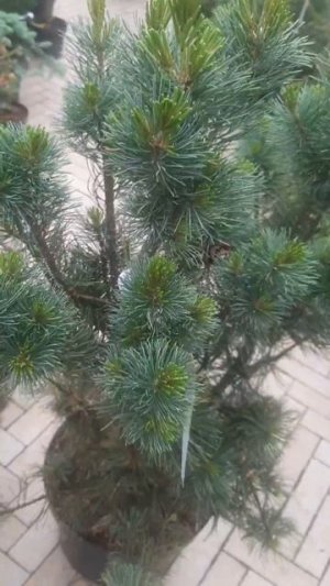 ❤🌲Сосна мелкоцветковая Бонсай 
✔Продажа растений в макс и телеграм канале: https://t.me/love_is_hvoi