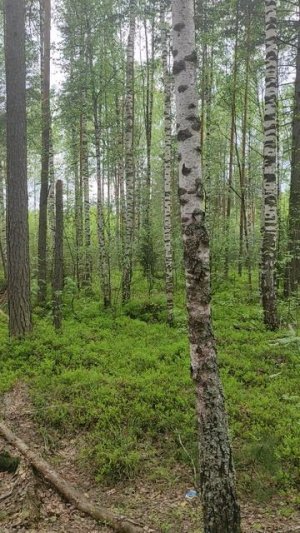 Пение кукушки в лесу