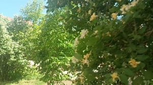 ВОТ ЭТО ПЕСНЯ🎶🎤🎵    КРАСИВО.. **Я ОПОЗДАЛ К ТЕБЕ НА ЖИЗНЬ🙏💕**СТИХИ ВАЛЕНТИНЫ ГРИЦЮК. АХ СИРЕНЬ.