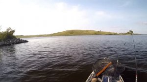 Ловля на крысу_ что клюнет на эту приманку Щука, сом, окунь