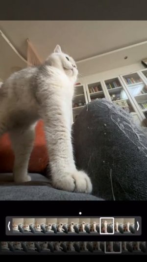 Cute cat
