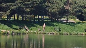 ещё один карп в подсаке