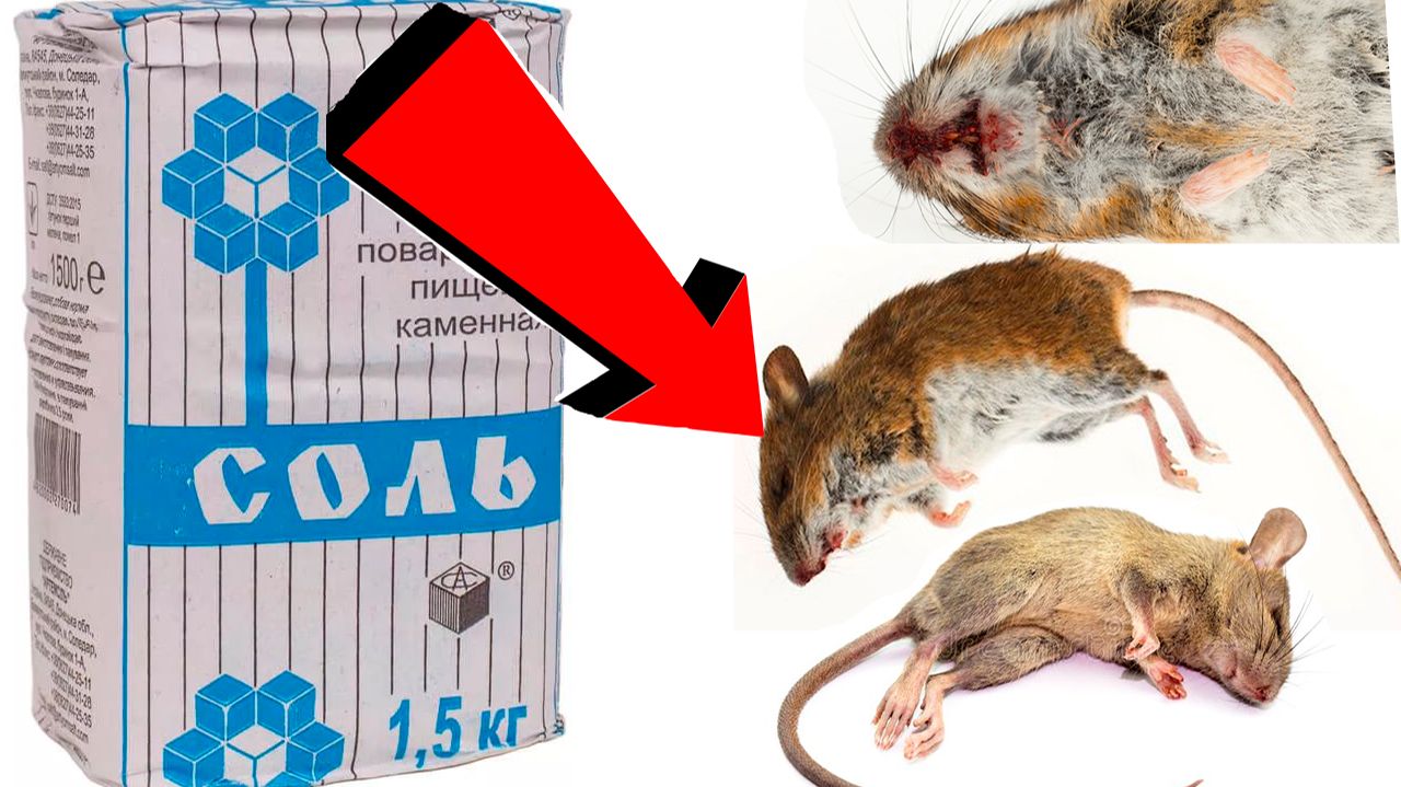 Как избавиться от мышей и крыс навсегда За 1 минуту!САМЫЕ ЛУЧШИЕ СПОСОБЫ В МИРЕ!