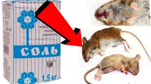 Как избавиться от мышей и крыс навсегда За 1 минуту!САМЫЕ ЛУЧШИЕ СПОСОБЫ В МИРЕ!