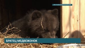 Медвежонок на реабилитации