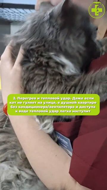 Летние опасности для кошек смотреть онлайн
