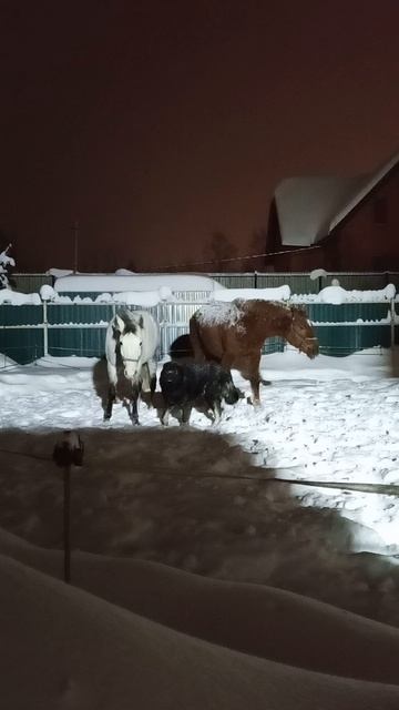 Домашние разборки
