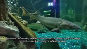 Стерлядь - Чөгә