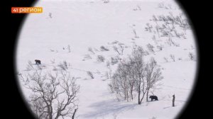 МЕДВЕДЯ-КАННИБАЛА ОТСТРЕЛИЛИ НА КАМЧАТКЕ • НОВОСТИ КАМЧАТКИ